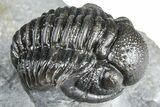 Curled Proetid (Gerastos) Trilobite Fossil - Morocco #363964-1